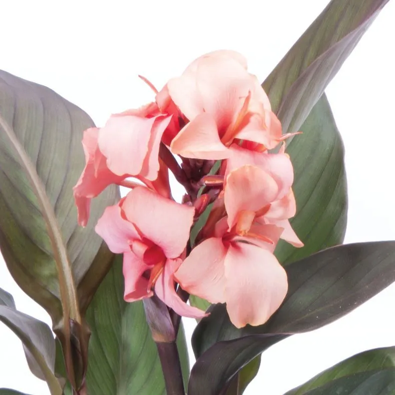 Expert landscaping services for residential properties across Dunnellon, FL - Color The World Llc