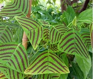 Top-rated landscape installation experts serving Dunnellon, FL - Color The World Llc