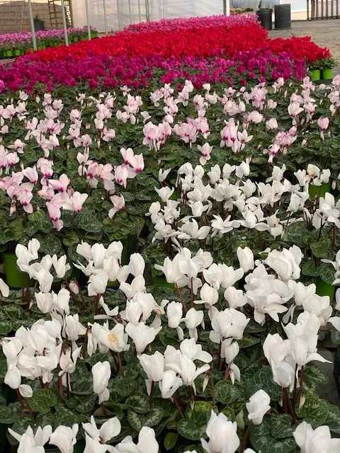 Expert lawn care service in Irvine, CA - Color Town