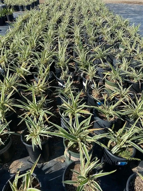 Custom yard maintenance in Irvine, CA by Color Town