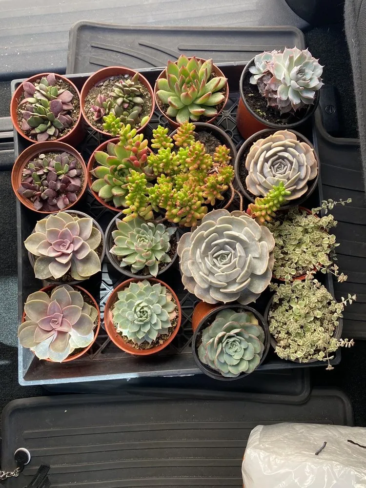 Reliable yard cleanup service for year-round maintenance in Irvine, CA by Color Town