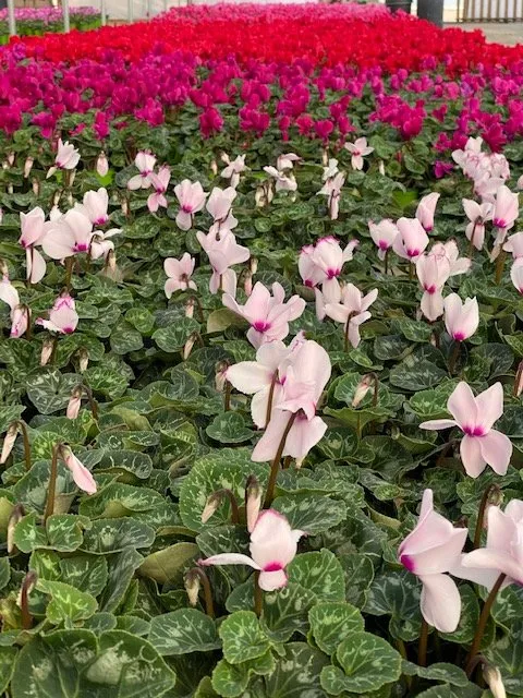 Expert landscape installation experts serving Irvine, CA - Color Town