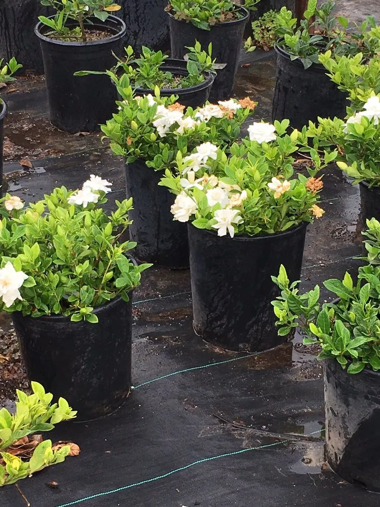 Professional lawn mowing service experts serving Irvine, CA - Color Town