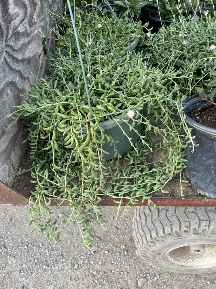 Affordable lawn mowing service for beautiful yards across Irvine, CA - Color Town