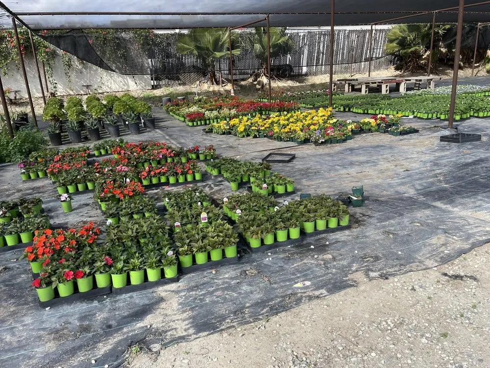 Professional yard cleanup service for residential properties in Irvine, CA by Color Town