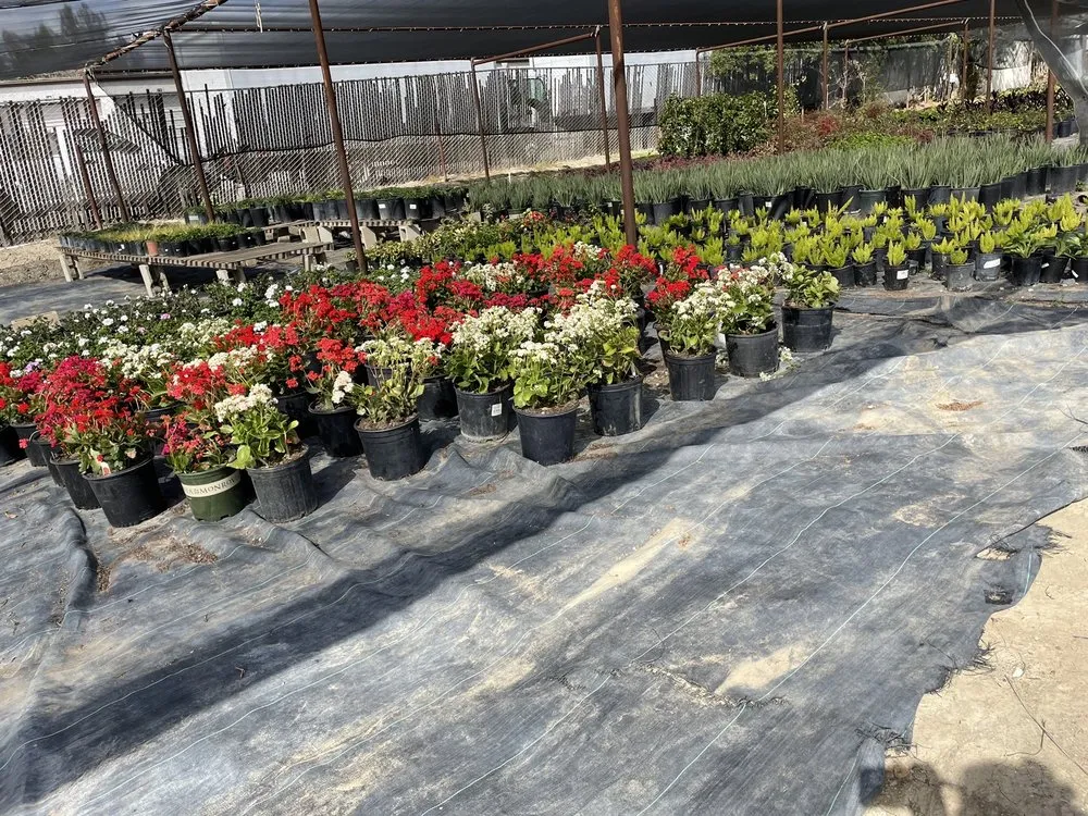 Trusted lawn mowing service experts serving Irvine, CA - Color Town