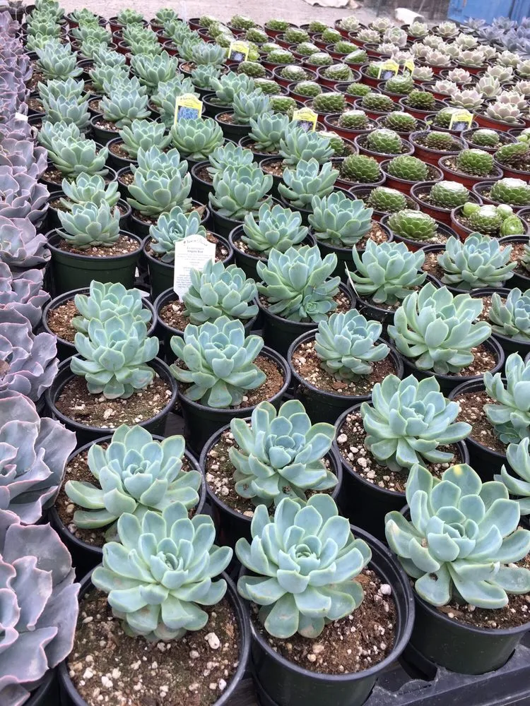 Local lawn care service in Irvine, CA by Color Town