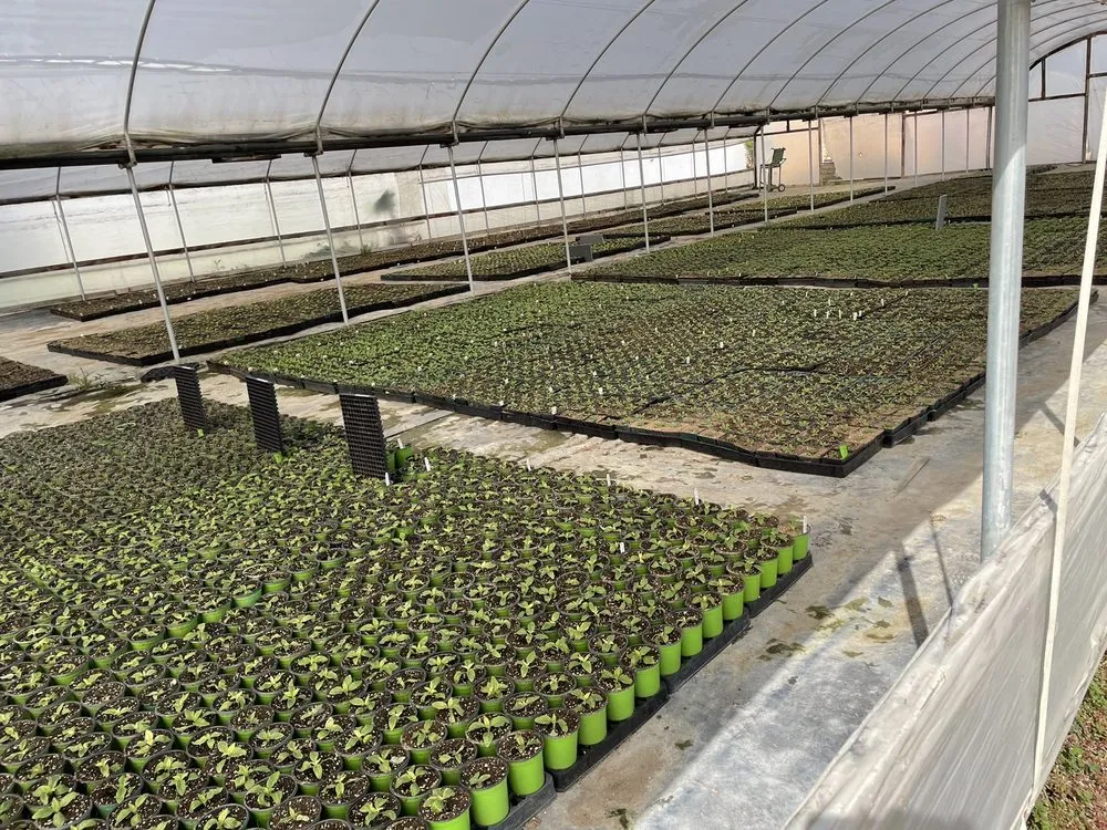 Local lawn care service in Irvine, CA by Color Town