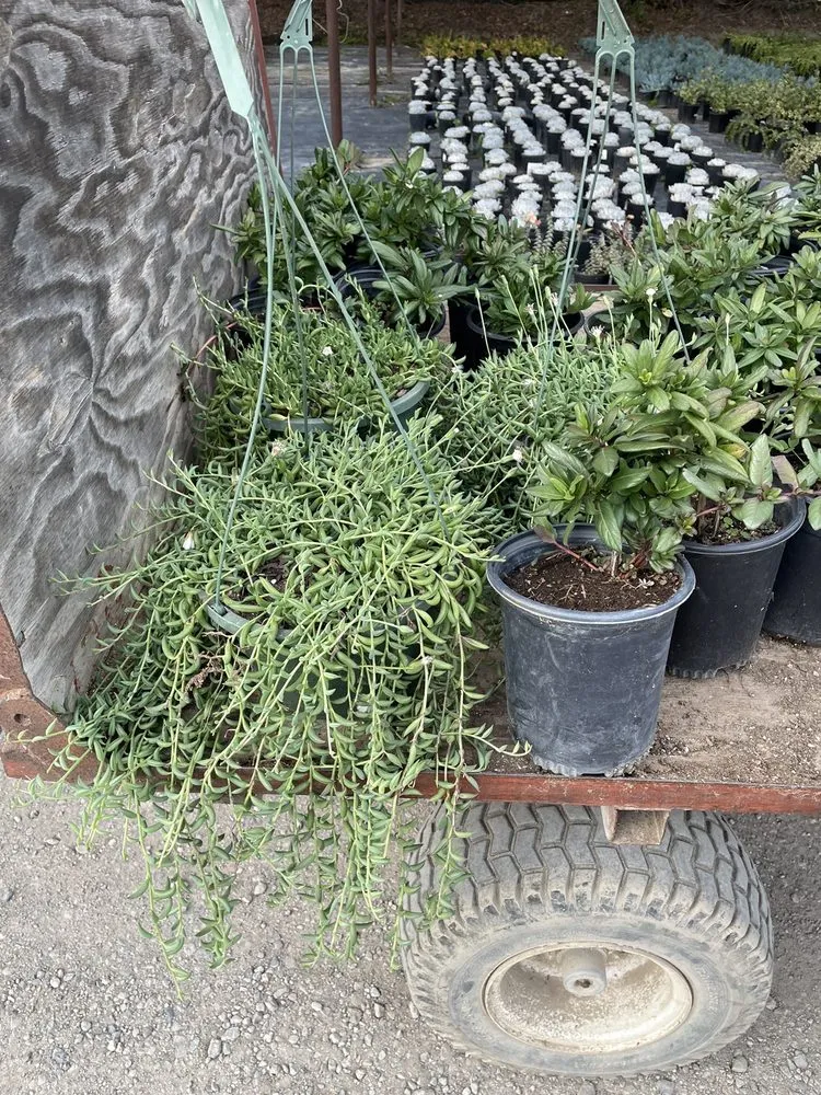 Professional landscape installation in Irvine, CA - Color Town