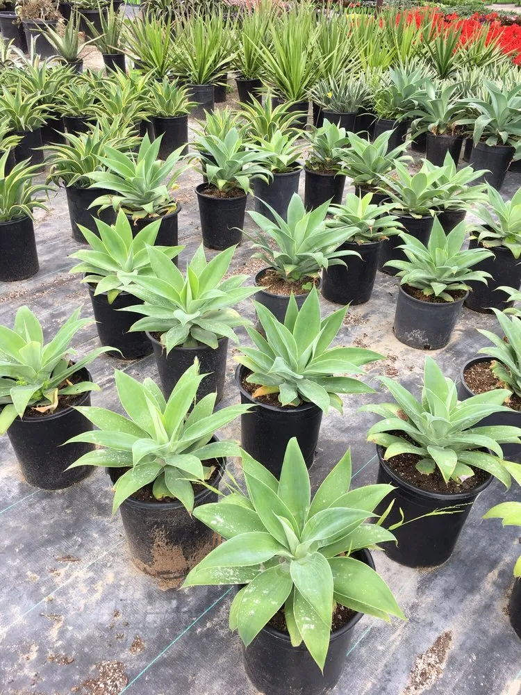 Professional lawn care service for beautiful yards across Irvine, CA - Color Town