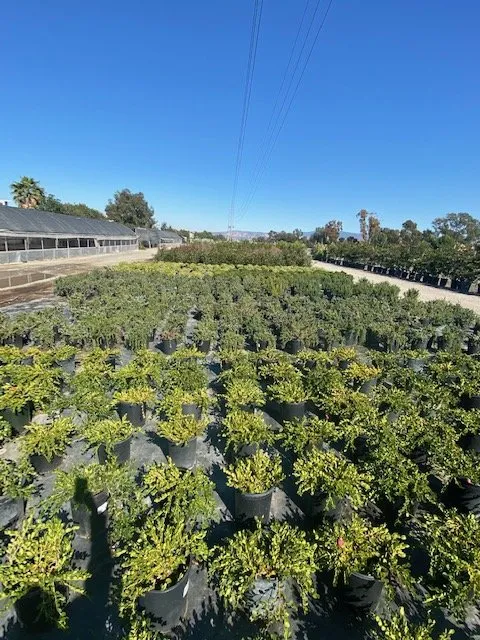 Expert outdoor landscaping for outdoor upgrades in Irvine, CA by Color Town