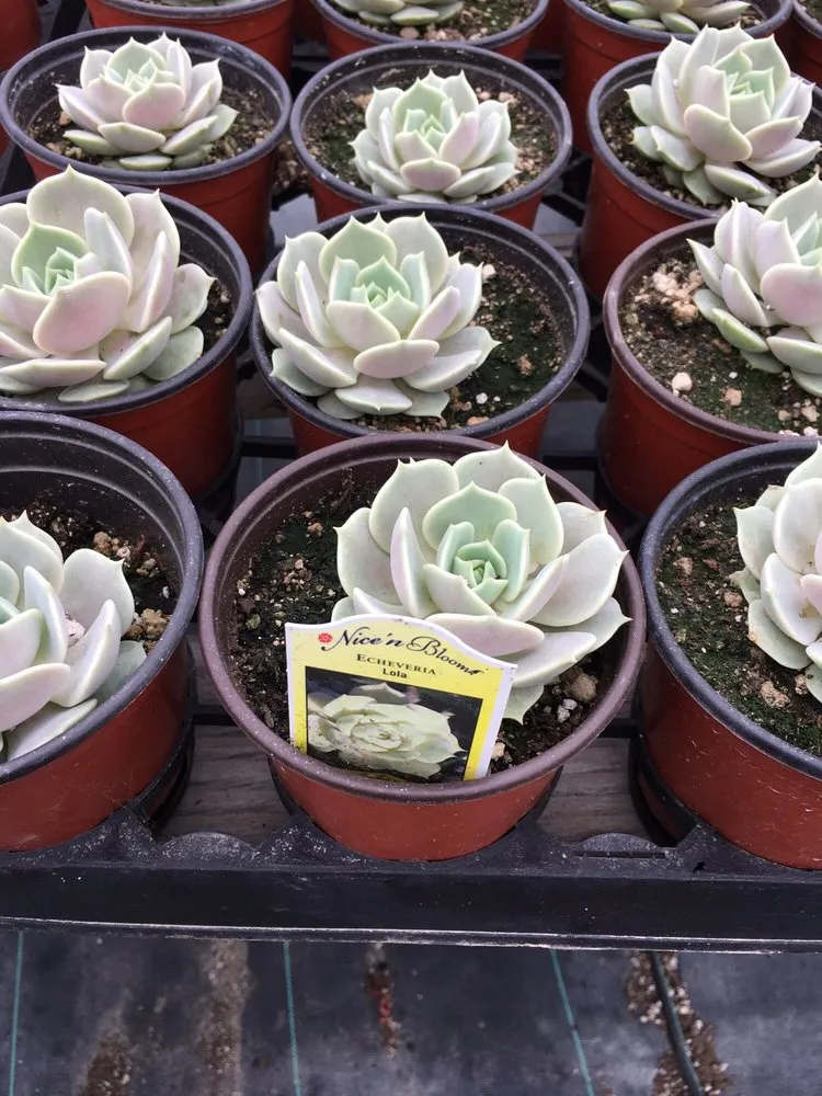 Professional landscaping services in Irvine, CA by Color Town