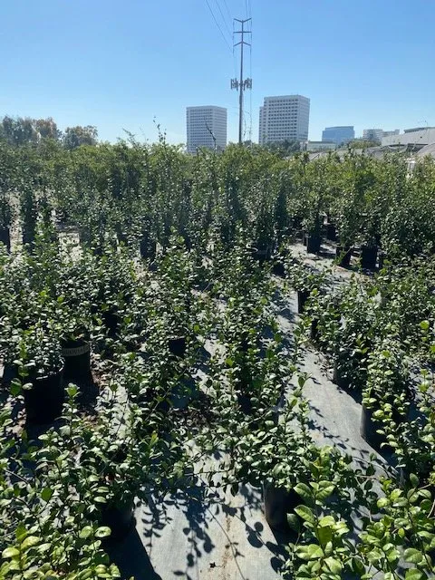 Trusted lawn care service for beautiful yards in Irvine, CA by Color Town