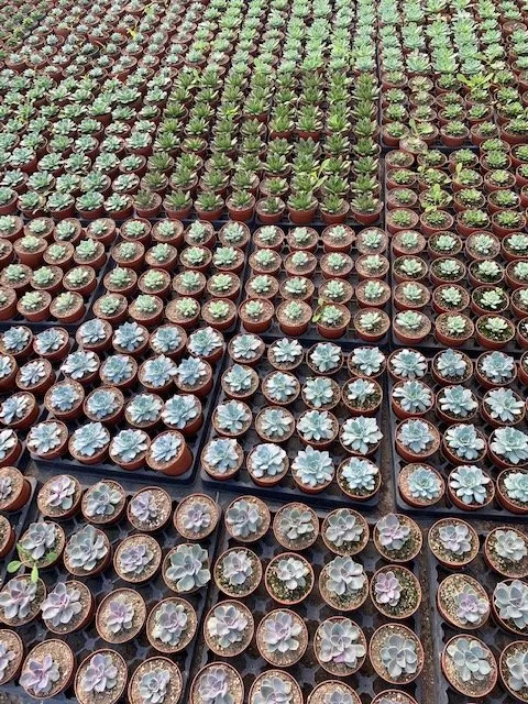 Custom landscape design for residential properties across Irvine, CA - Color Town