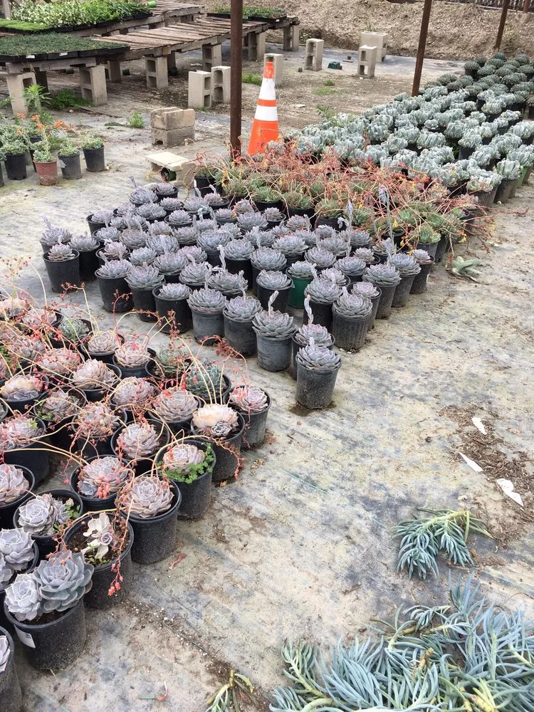 Local lawn care service in Irvine, CA - Color Town