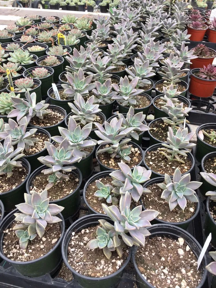 Trusted lawn care service in Irvine, CA by Color Town