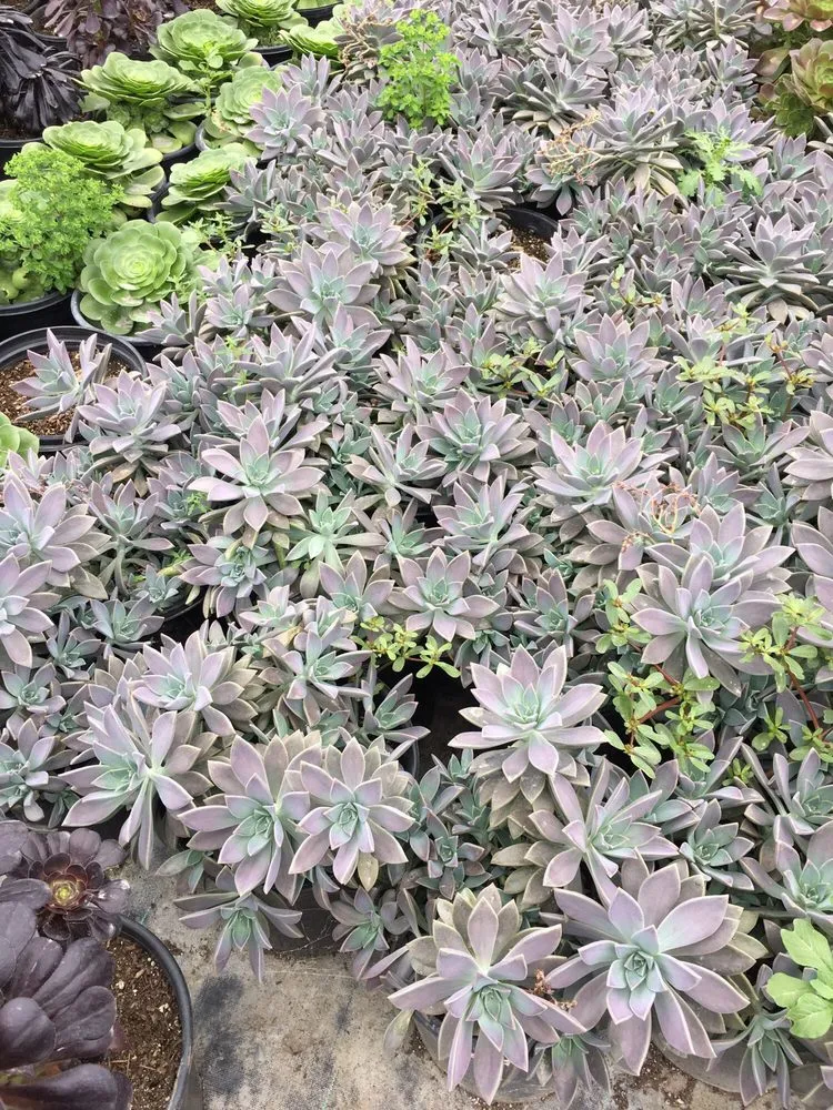 Expert lawn care service in Irvine, CA by Color Town