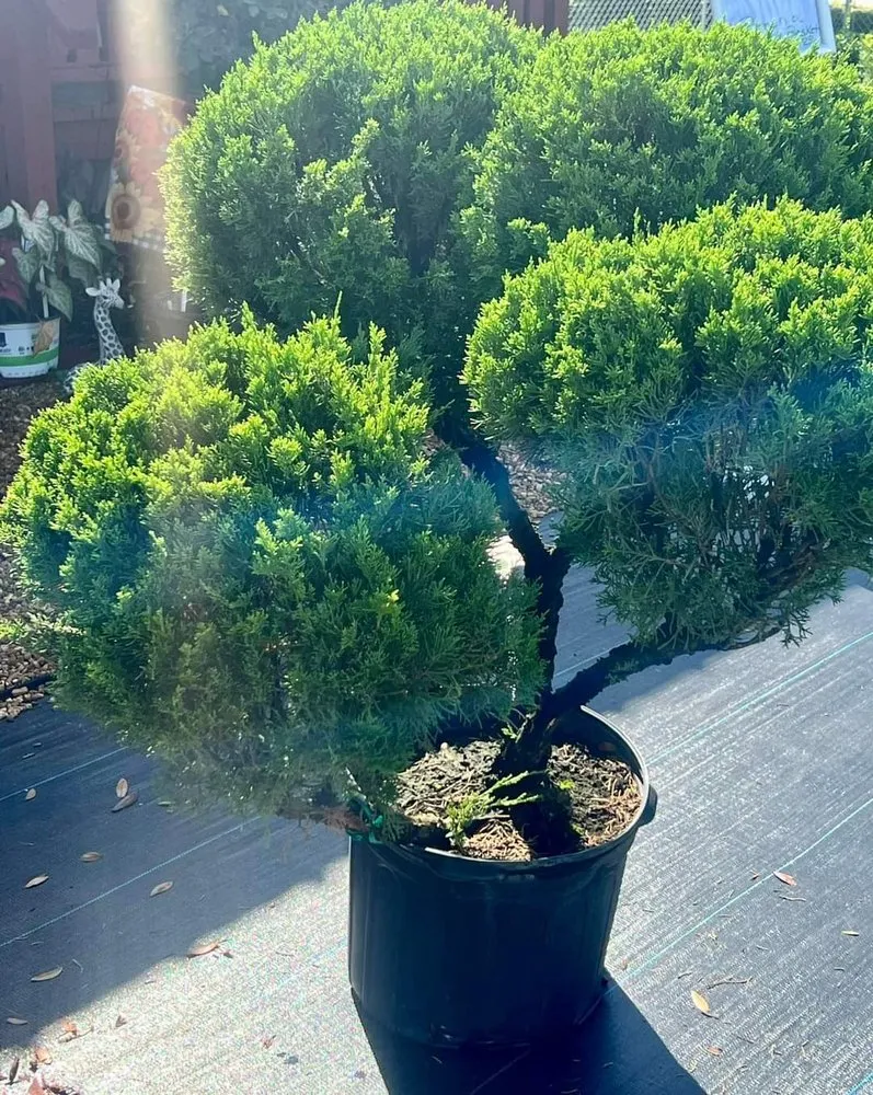 Expert landscape installation for year-round maintenance across Belleview, FL - Color Your World Lawn & Garden Center