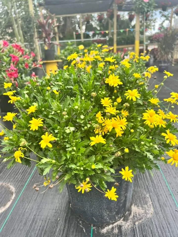 Professional landscaping services in Belleview, FL - Color Your World Lawn & Garden Center