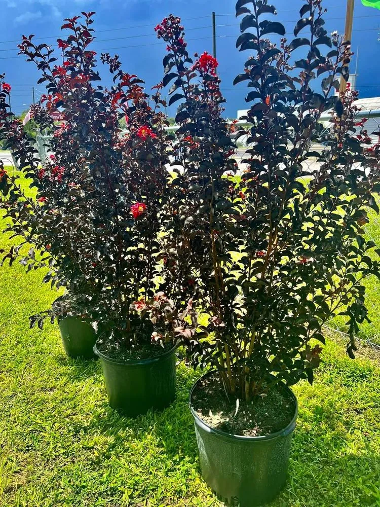 Expert residential landscaping for outdoor upgrades across Belleview, FL - Color Your World Lawn & Garden Center