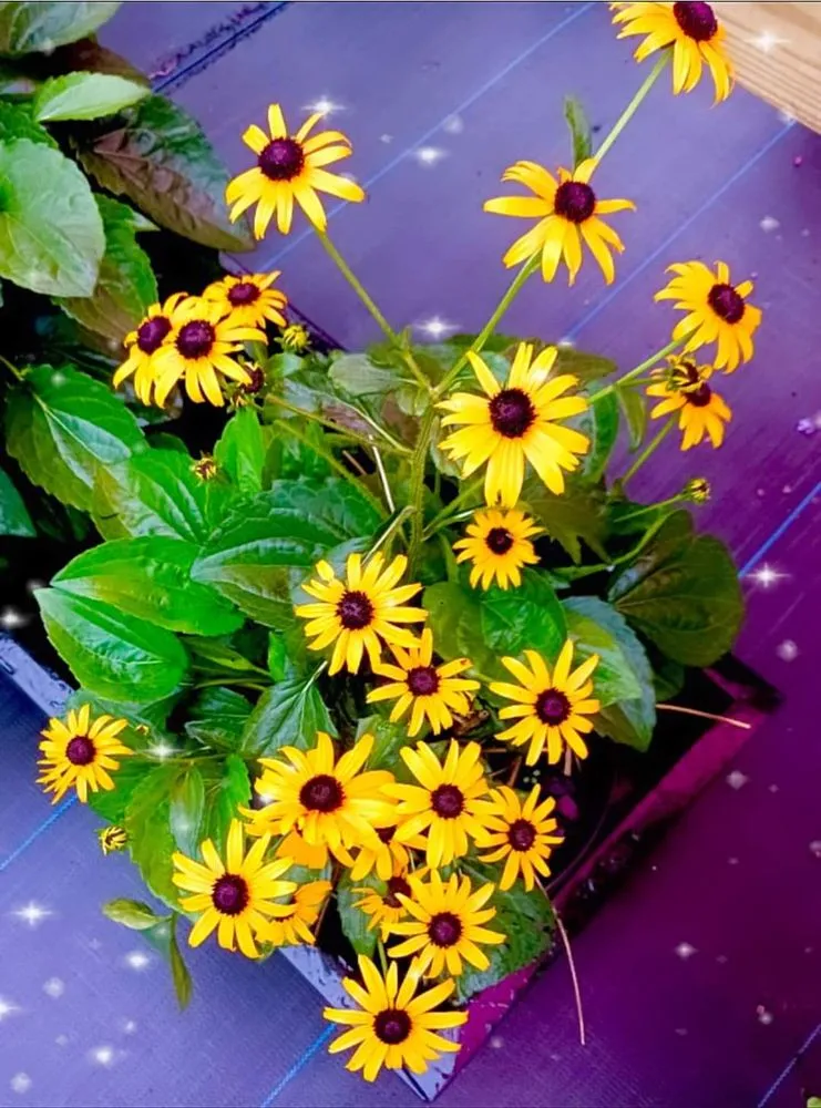 Professional landscaping services in Belleview, FL - Color Your World Lawn & Garden Center