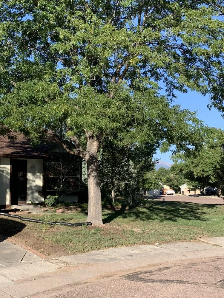 Reliable yard maintenance in Colorado Springs, CO - Colorado All Trades