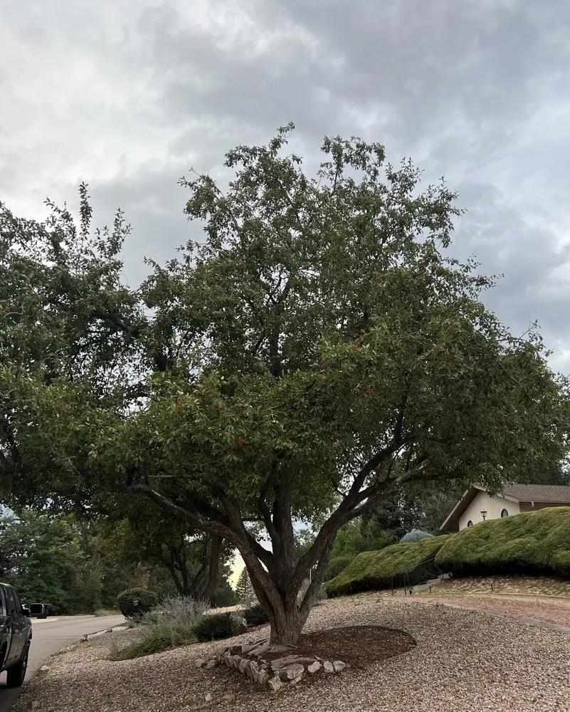 Affordable yard cleanup service for beautiful yards in Colorado Springs, CO by Colorado All Trades