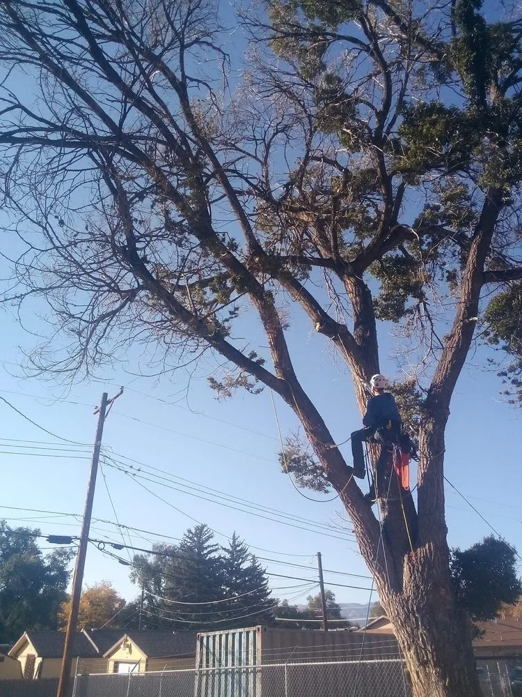 Top-rated yard maintenance in Colorado Springs, CO - Colorado All Trades