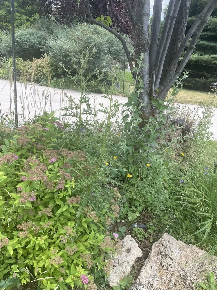 Professional landscaping services for outdoor upgrades across Aspen, CO - Colorado Colours Landscape & Irrigation