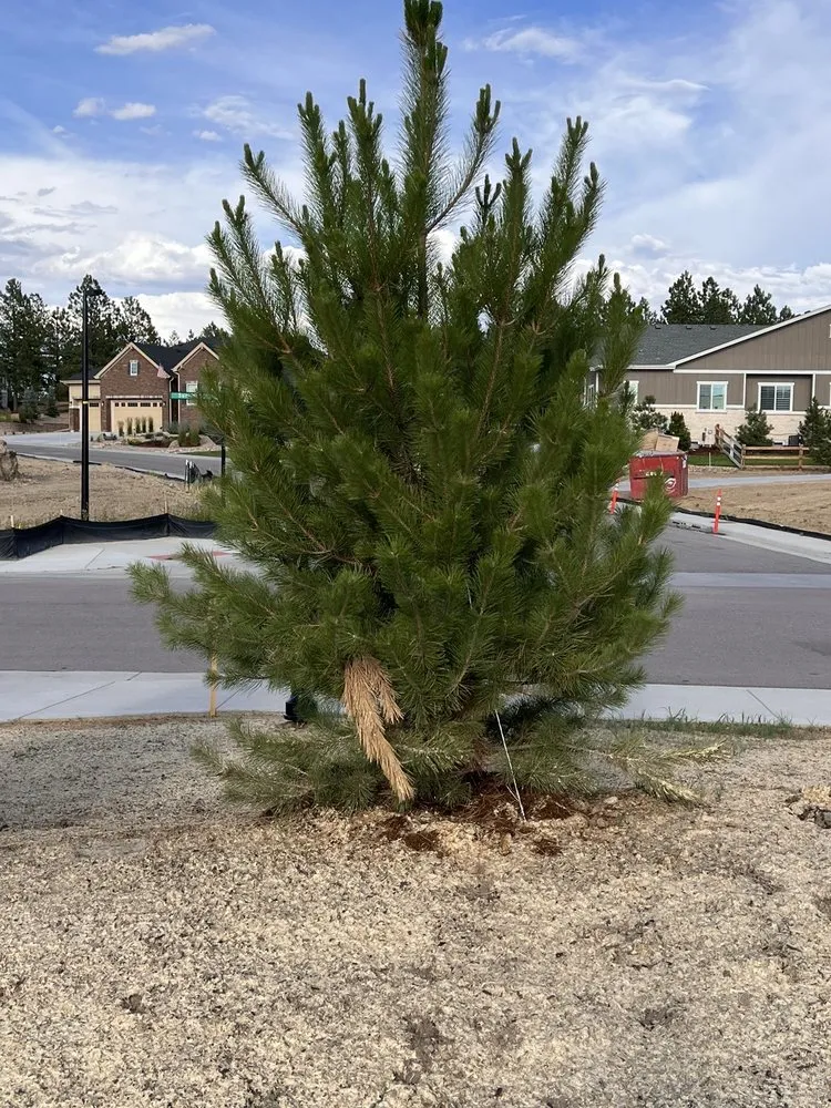 Local garden landscaping in Centennial, CO - Colorado Designscapes