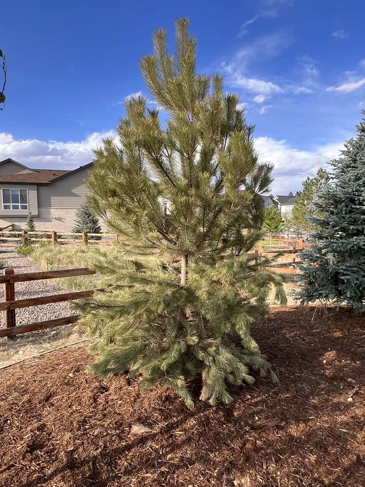 Affordable landscape installation for beautiful yards across Centennial, CO - Colorado Designscapes