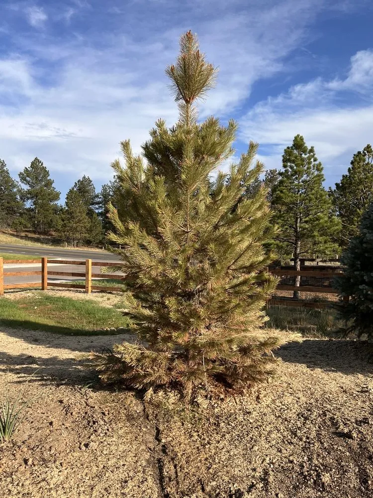 Affordable yard maintenance in Centennial, CO - Colorado Designscapes