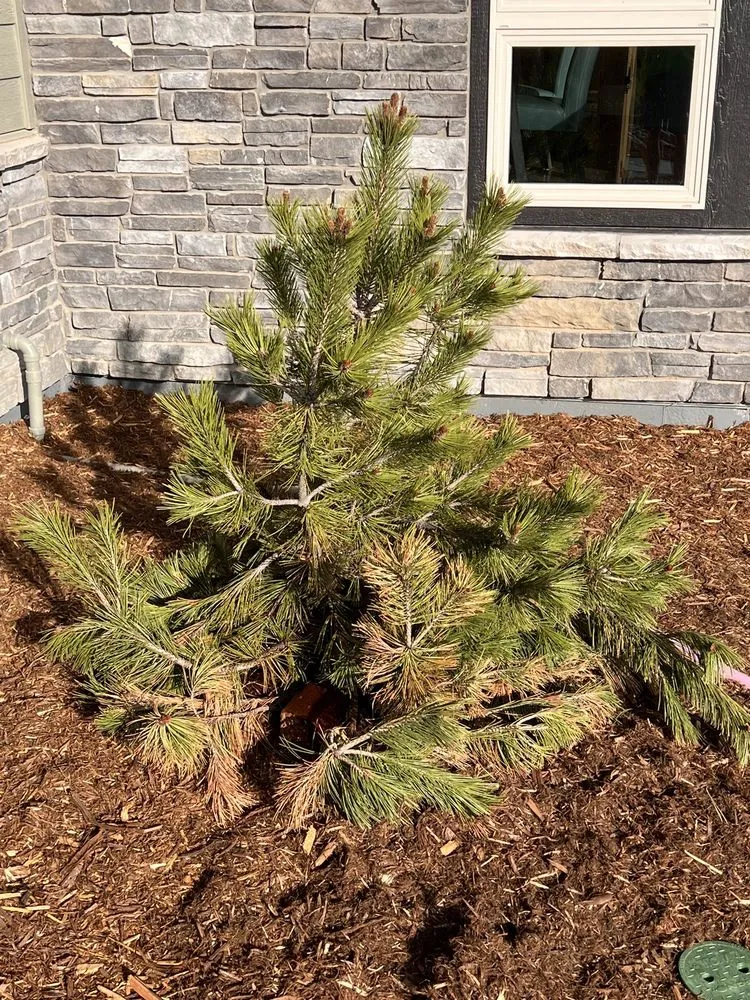 Trusted landscape design for outdoor upgrades in Centennial, CO by Colorado Designscapes