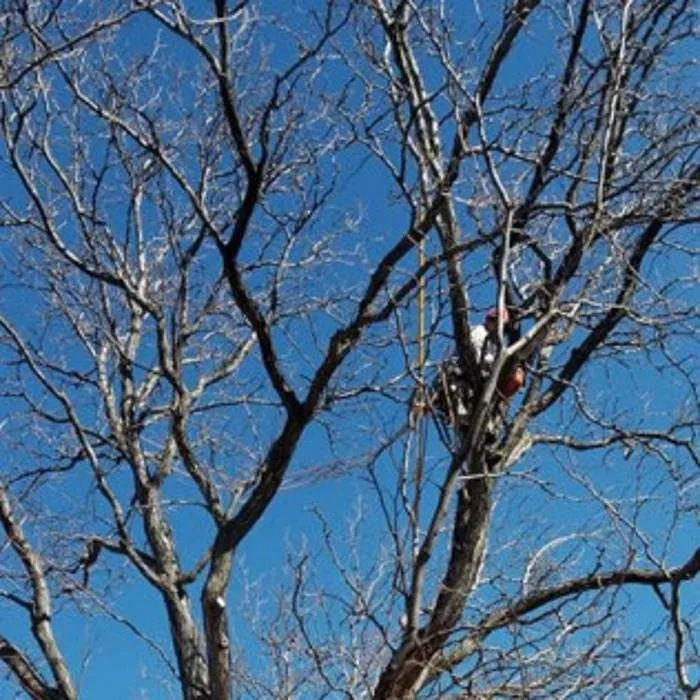 Local residential landscaping in Denver, CO - Colorado Land & Tree