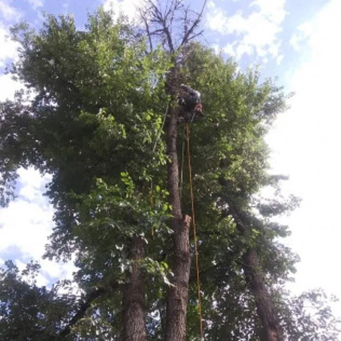 Top-rated outdoor landscaping in Denver, CO by Colorado Land & Tree