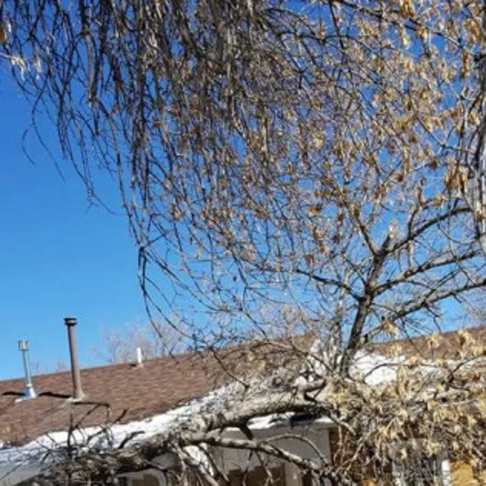 Expert landscape installation near you in Denver, CO by Colorado Land & Tree