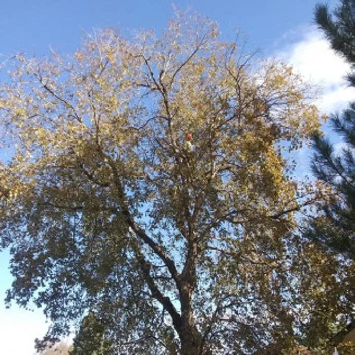 Affordable lawn mowing service in Denver, CO by Colorado Land & Tree