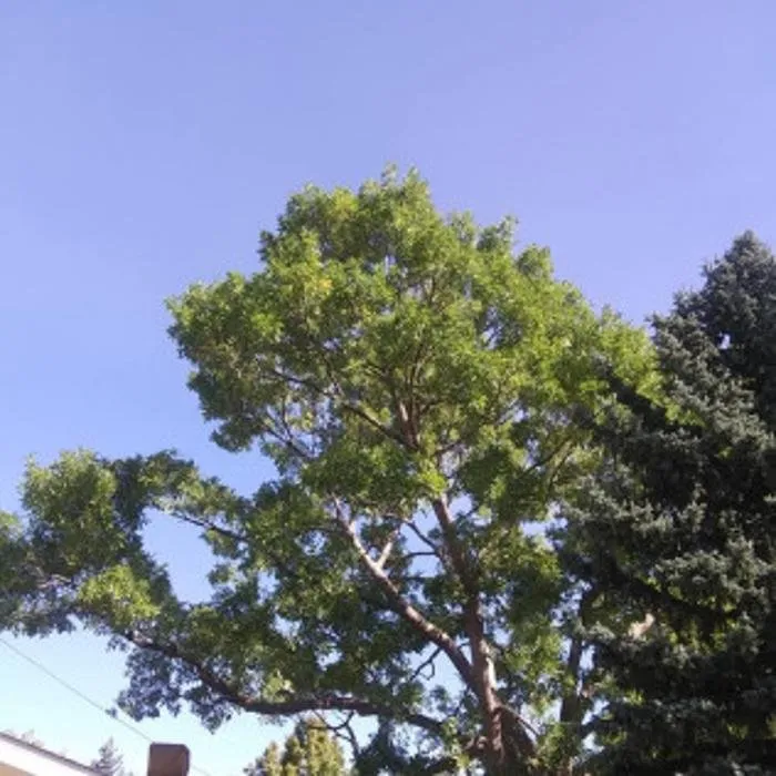 Trusted lawn care service with custom design in Denver, CO by Colorado Land & Tree