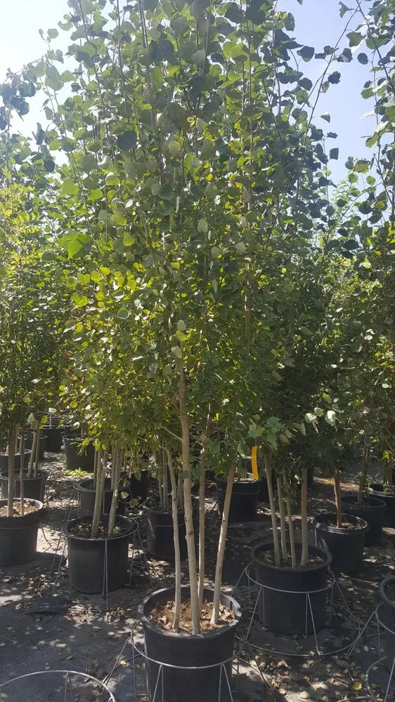 Top-rated lawn mowing service for beautiful yards in Aurora, CO by Colorado landscape Denver