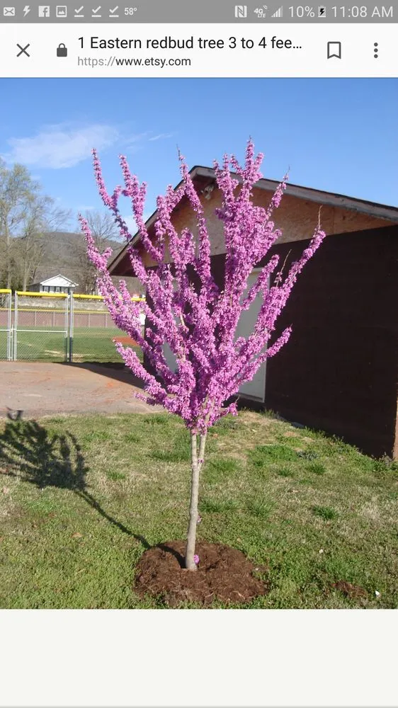 Custom lawn mowing service for outdoor upgrades in Aurora, CO by Colorado landscape Denver