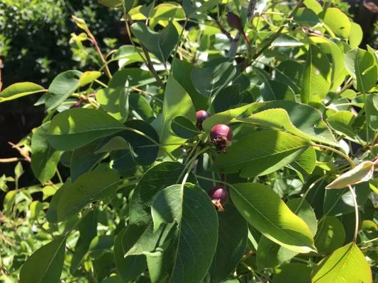 Colorado Landscaping