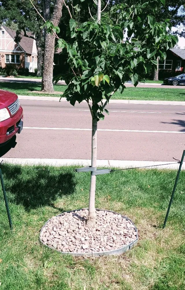 Professional lawn mowing service for beautiful yards across Colorado Springs, CO - Colorado Own Landscaping
