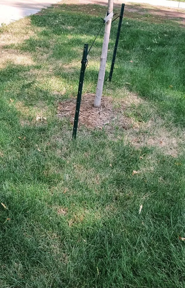 Affordable yard cleanup service for year-round maintenance across Colorado Springs, CO - Colorado Own Landscaping