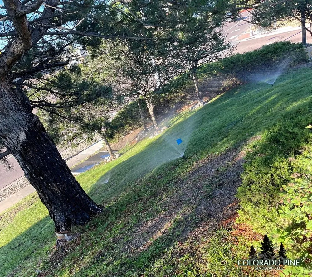 Custom lawn care service for homes in Denver, CO by Colorado Pine Landscape