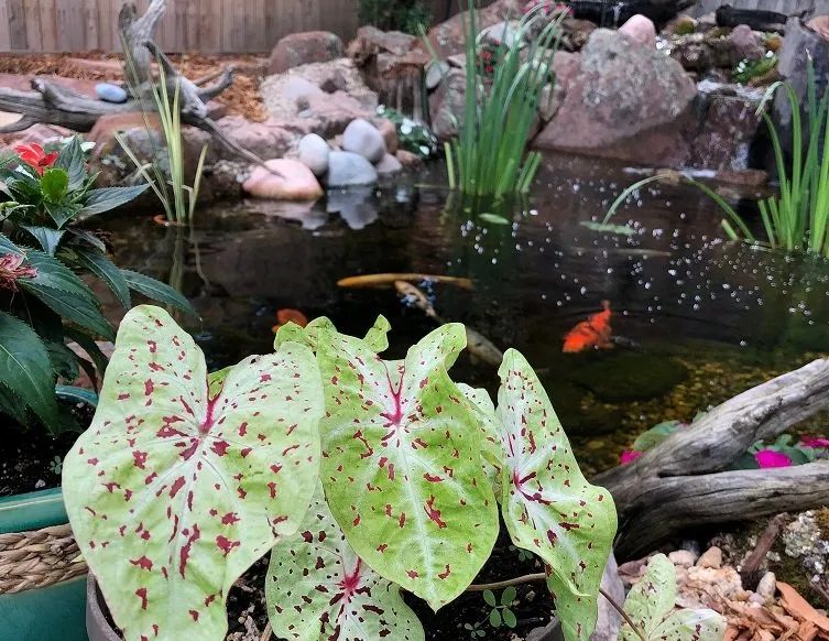 Reliable yard maintenance in Longmont, CO by Colorado Pond Pros