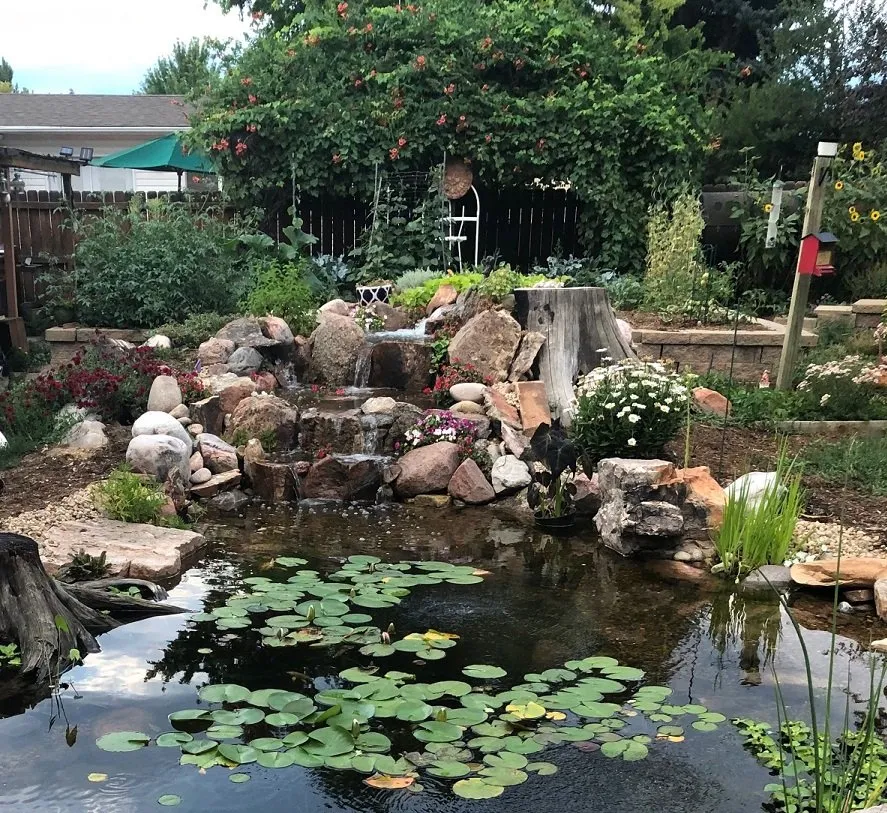 Local yard maintenance experts serving Longmont, CO - Colorado Pond Pros