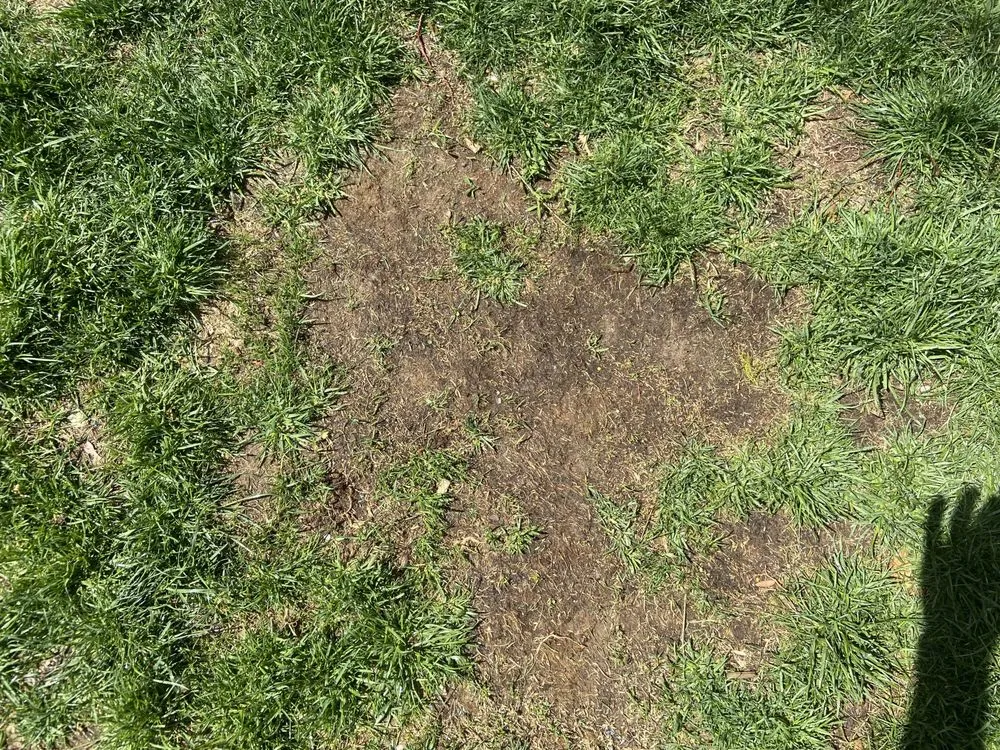 Trusted residential landscaping for year-round maintenance in Lakewood, CO by Colorado State Landscape & Design