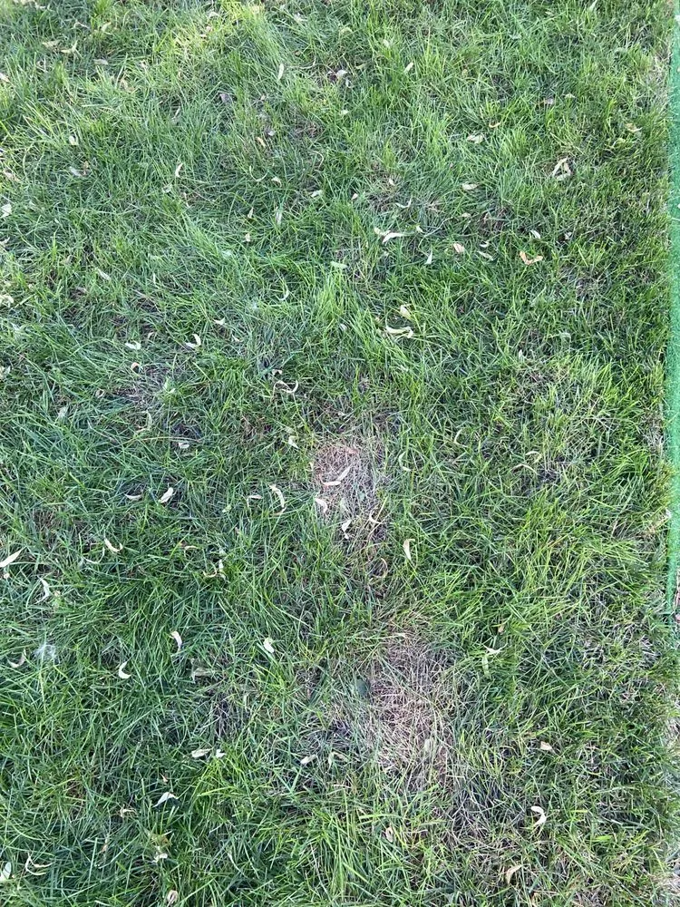 Reliable landscaping services in Lakewood, CO by Colorado State Landscape & Design