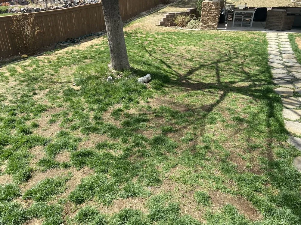 Top-rated yard maintenance near you in Lakewood, CO by Colorado State Landscape & Design