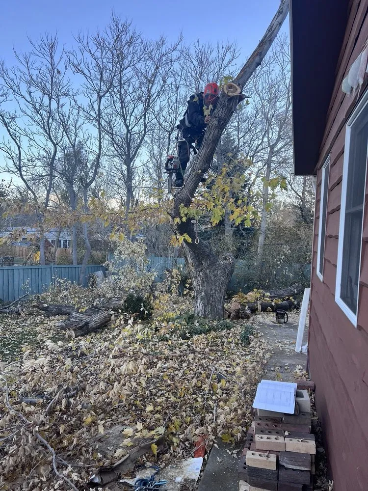 Local landscape design for year-round maintenance in Littleton, CO by Colorado Tree & Lawn Specialists